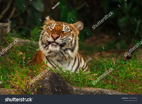 27,533 Smiling tigers Images, Stock Photos & Vectors | Shutterstock