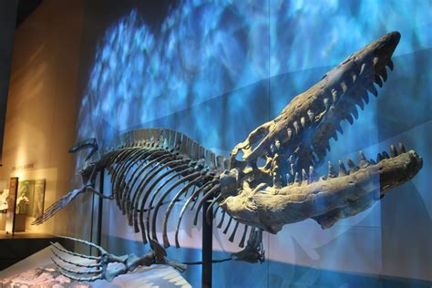 Tylosaurus Skeleton (T. prorigor) - ZooChat