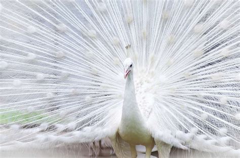 Albino Peacocks Are Simply Stunning (Photos)