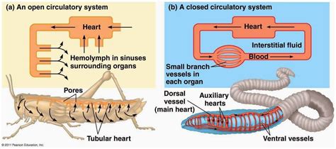 science based - How could an efficient circulatory and cardiovascular system evolve for giant ...