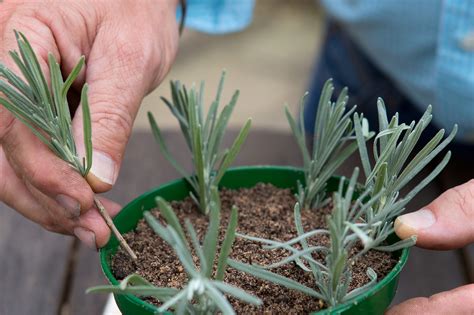 Grow Guide – Lavender (In Pictures) - gardenersworld.com