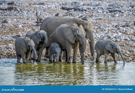 A View of Baby Elephants with Their Mothers at Waterhole in the Etosha ...