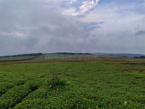 Kaas Plateau,Satara,Maharashtra,India,Asia Stock Image - Image of countryside, beautiful: 258452413