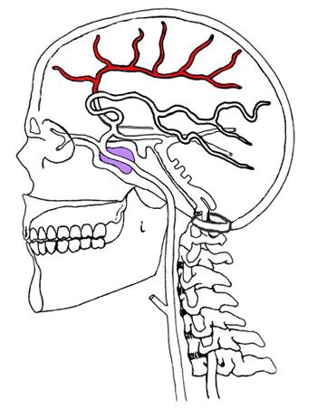 Pericallosal Artery