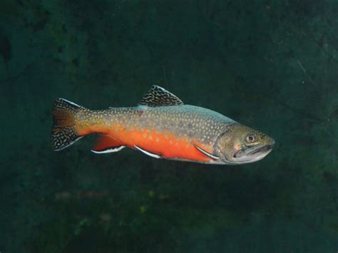 The Online Zoo - Brook Trout