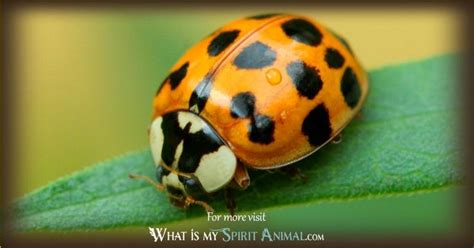 Ladybug Symbolism & Meaning | Ladybug Spirit, Totem, & Power Animal ...