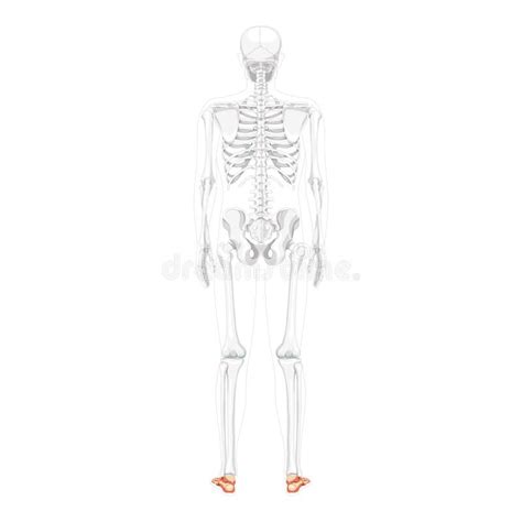 Foot Ankle Bones Skeleton Human Back Posterior Dorsal View with Partly Transparent Body Position ...