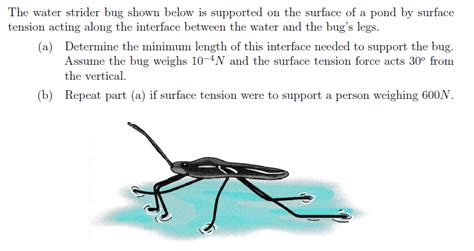 Solved The water strider bug shown below is supported on the | Chegg.com