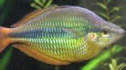 Tropical Fish species information index