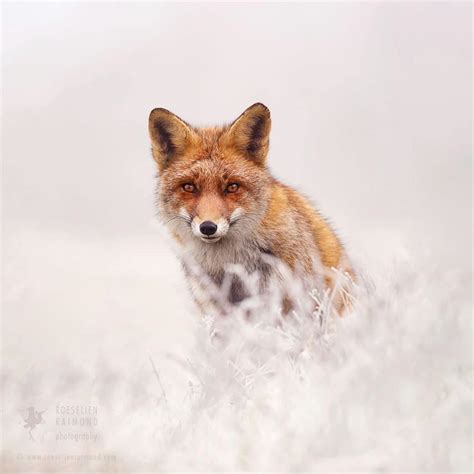 Photos of Red Foxes Roaming Snow-Covered Fairytale Lands