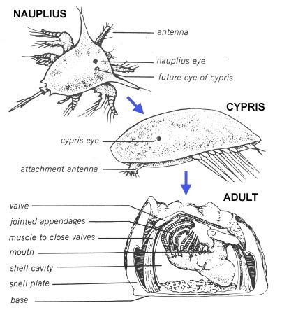 Reproduction - goose barnacle resource