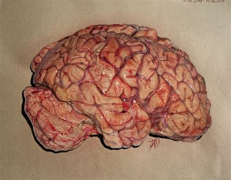 My realistic brain drawing realized with #prismacolor premier pencils #art #artwork #brain # ...