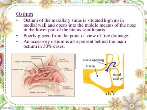 maxillary sinus seminar