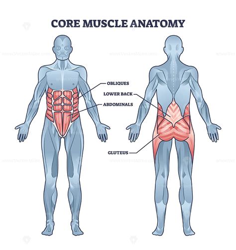 Core muscle anatomy with obliques, abdominals and gluteus outline diagram - VectorMine