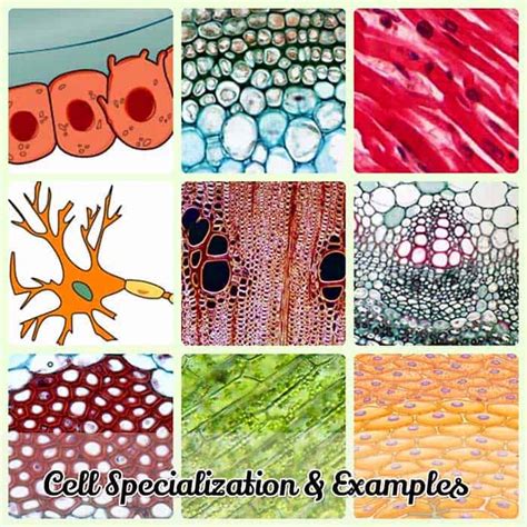 Cell Specialization | Mechanisms, Examples & Importance