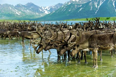 Reindeer migration (Rangifer Tarandus) at Anadyr Bay, Russian Far East ...