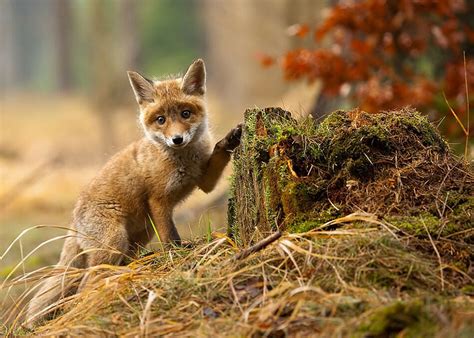 22 Breathtaking Wildlife Pictures Of Beautiful Foxes