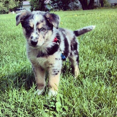 54 German Shepherd Mix ideas | german shepherd mix, german shepherd, german shepherd dogs