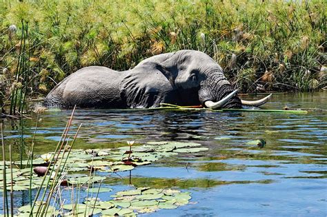 Experience A Mokoro Safari In The Okavango Delta | Art Of Safari