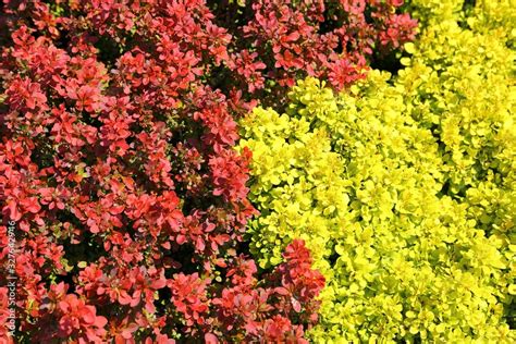 Berberis thunbergii. Stock Photo | Adobe Stock