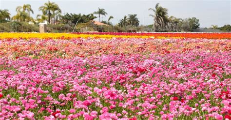 Best Spring Flower Fields to Visit in the U.S. | Bouqs Blog