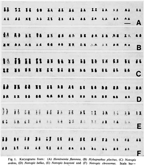 Figure 1 from Karyology of 12 Species of North American Cyprinidae ...