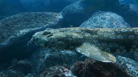 Spotted Wobbegong | Great Southern Reef