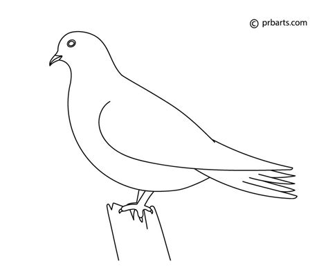 How to Draw a Dove – Easy Step by Step Guide for Beginners - PRB ARTS