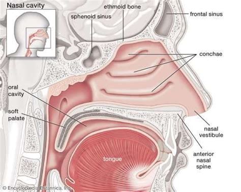 Vestibule | of the nose | Britannica.com