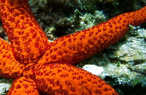 Sea Star - Description, Habitat, Image, Diet, and Interesting Facts