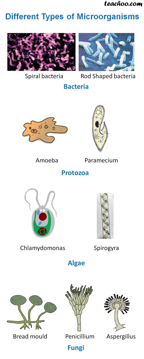 Different types of Microorganisms - All 5 types - Teachoo