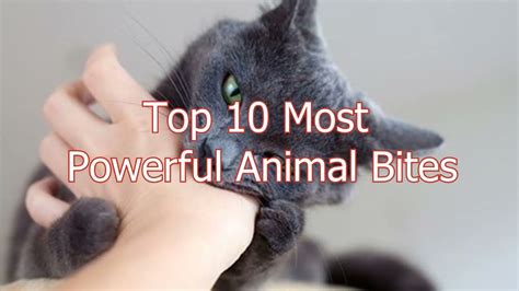 Top 10 Most Powerful Animal Bites - YouTube