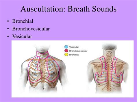 Auscultation lung sounds - tolfshed