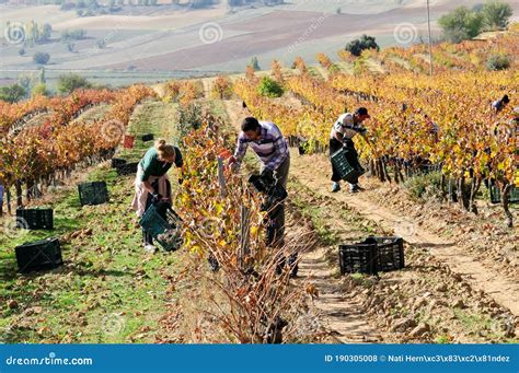 Day Laborers Working in the Field on a Vintage Day Editorial Stock ...