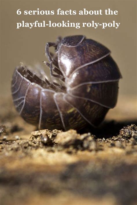 8 Facts About the Fascinating Roly-Poly | Pill bug, Bugs, Bugs and insects