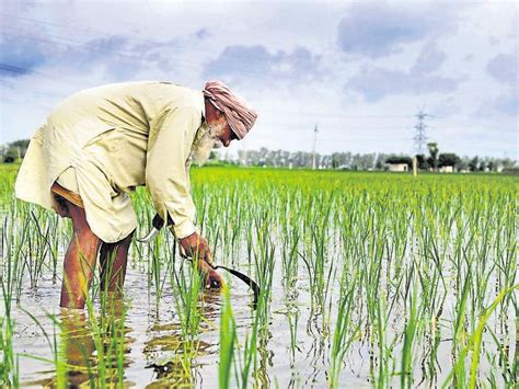 Indian rice farming older than China's: Study | World News - Hindustan ...