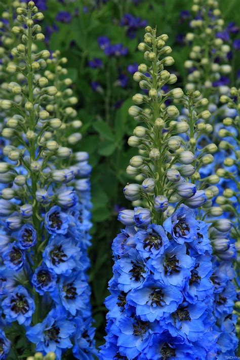 Gorgeous, True- Blue Delphiniums | Delphinium flowers, Flowers ...