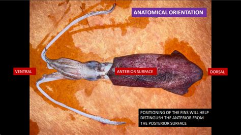 Biolab: Cephalopods External Anatomy Diagram | Quizlet