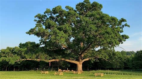 Brewery plans new life for fallen landmark tree in Maryland | wusa9.com