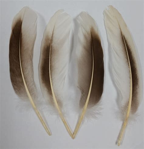 Rooster Feathers | Goose Feathers | Wholesale Feathers