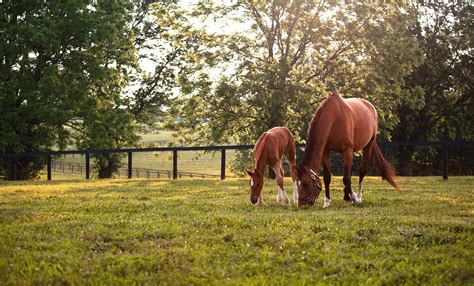 Top Tips for New Foal Care