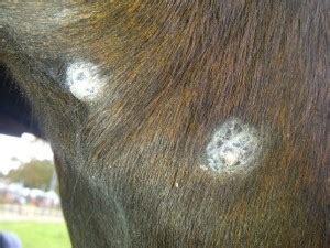 Sarcoids - Where Does My Horse Hurt?