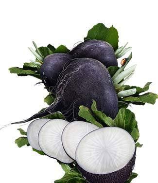 Spanish Black Radish (Raphanus Sativus) Profile - RayaGarden