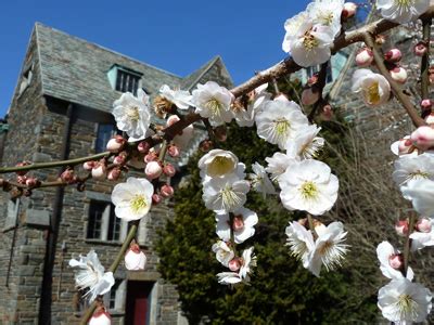 Prunus mume | Scott Arboretum