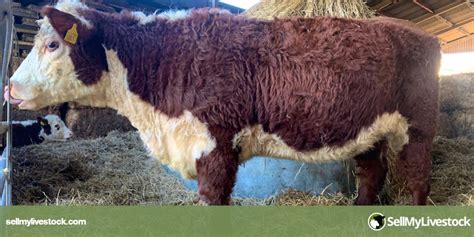 1 Pedigree Hereford Breeding Heifer | SellMyLivestock - The Online Livestock Marketplace