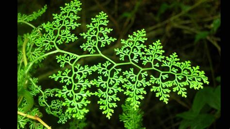 Natural inspiration: Fractals in nature ~ET | Fractals in nature, Fractals, Geometry in nature