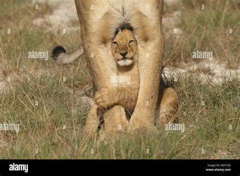 Adorable lion cub sitting between his mother's legs Stock Photo - Alamy