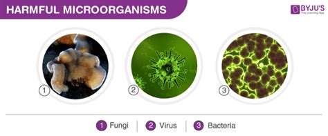 Biology Projects Ideas for Science Fairs @ BYJU'S