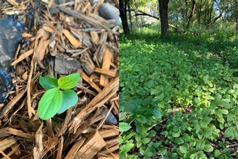 Researchers uproot decades of buckthorn management practices