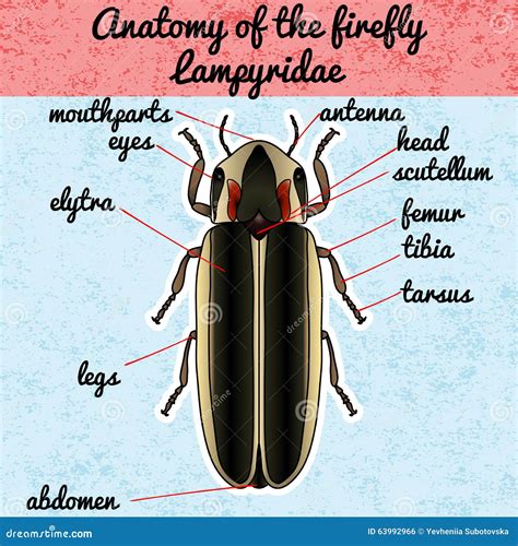 Insect Anatomy. Sticker Firefly Beetle Lampyridae. Photinus Pyralis. Sketch of Firefly Beetle ...